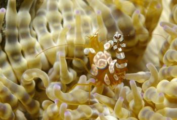 sexy-shrimp.jpg