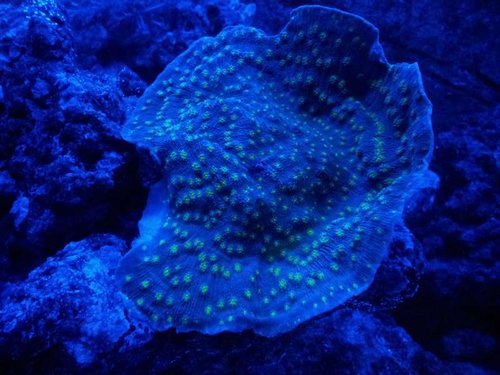 Månelys Echinophyllia - mere neon i virkeligheden