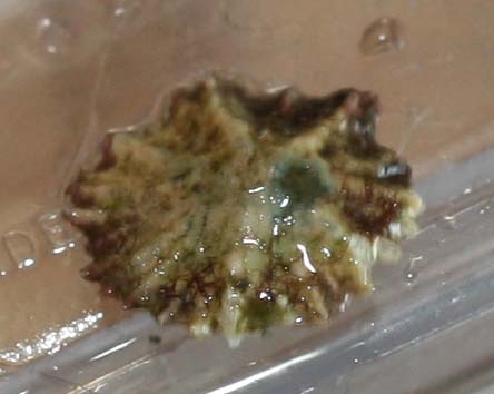 Snegl