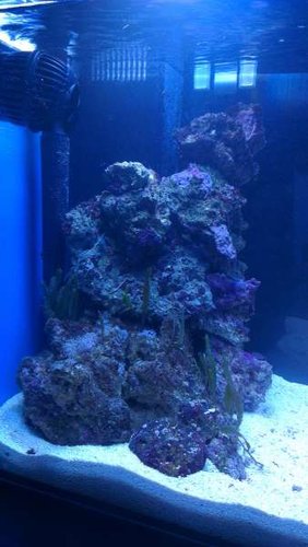 IMAG0242.jpg