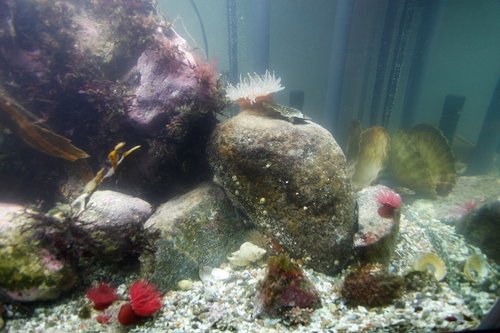 Søanemonerne