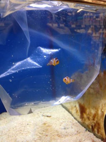 Fiskene købes (2-3 cm) hos Avifauna i Kollund.
