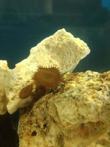 Polyp closeup