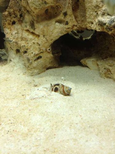 Babylonia sp