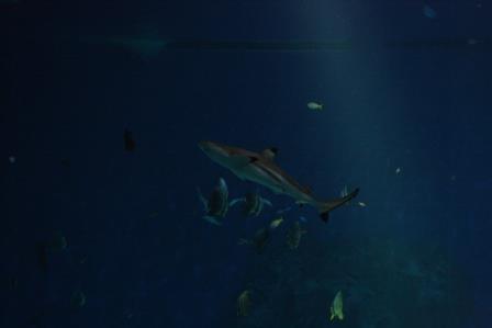 IMG_5511.JPG