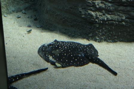 IMG_5452.JPG
