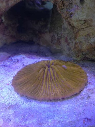 Cycloseris