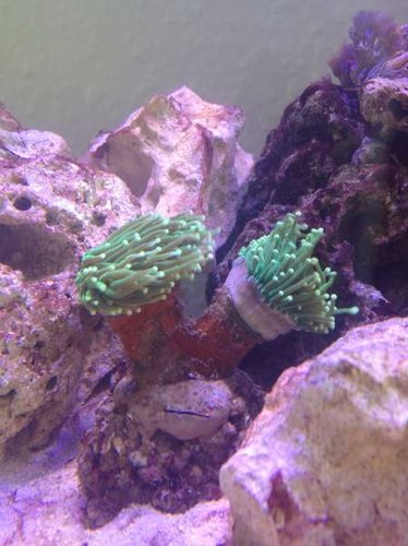 Euphyllia glabrescens