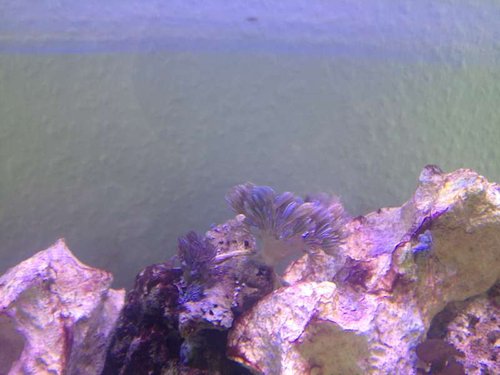 Xenia umbellata