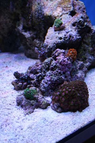 Min lille zoa-garden