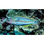 thalassoma_rueppellii_1.jpg