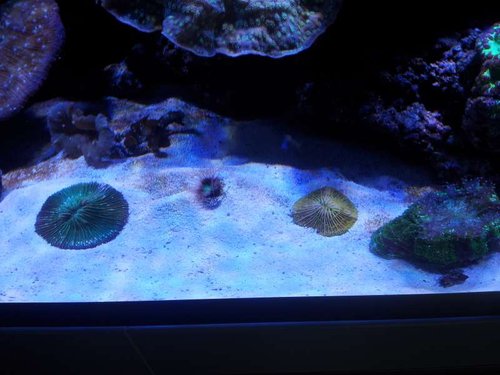 2x Fungia + Cylinder Rose