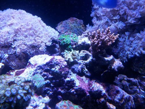 Acropora til højre + skrig grønne Zoas i midt top + Pavona lige under Zoas