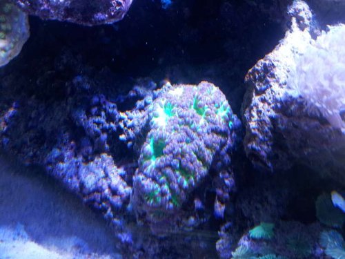 Blastomussa sp.