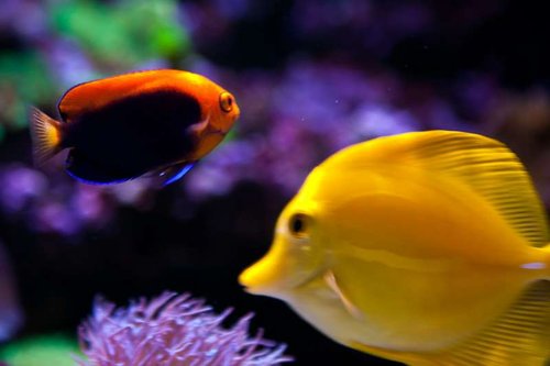 Michaels akvarium (12 of 45).jpg