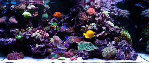Michaels akvarium (14 of 45).jpg