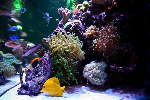 Michaels akvarium (20 of 45).jpg