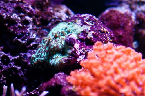 Michaels akvarium (22 of 45).jpg