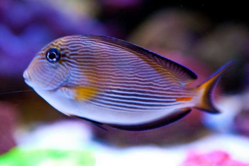 Michaels akvarium (42 of 45).jpg