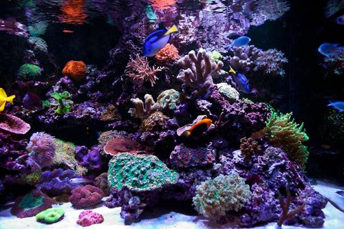 Michaels akvarium (36 of 45).jpg