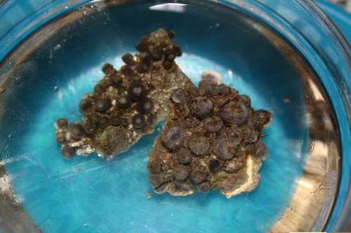 angrebet zoa