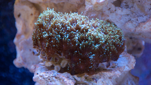 galexa (1 of 1).jpg