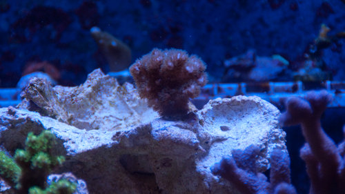 Pocillopora (1 of 1).jpg