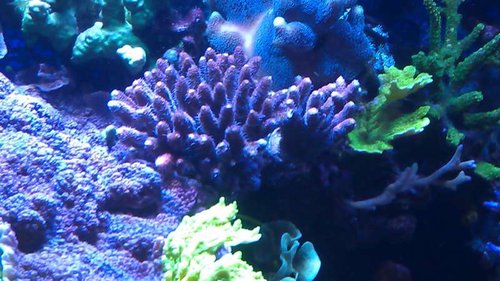"millepora"