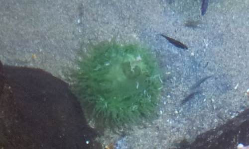 ?? Søpindsvin