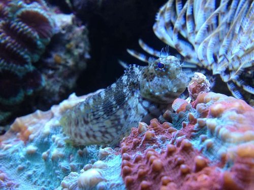 Salarias fasciatus (hugo)