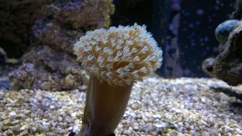 Sarcophyton (nogen som ved, hvad denne hedder?)