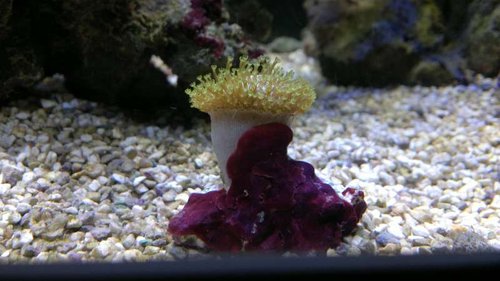 Sarcophyton Elegance (hedder alle Sarcophyton dette?)