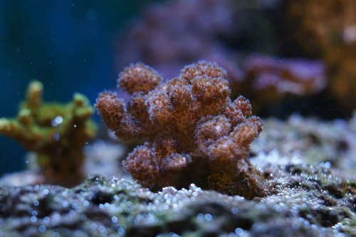 Pocillopora damicornis