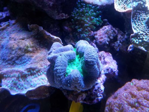 Lobophyllia sp. blå og grøn
