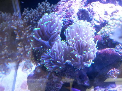 Euphyllia sp. udskiftet med anden euphyllia for at få flere forskellige arter ind
