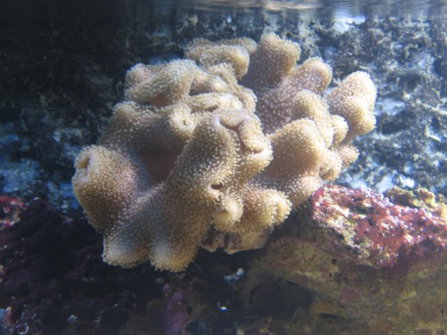 sarcophyton.JPG