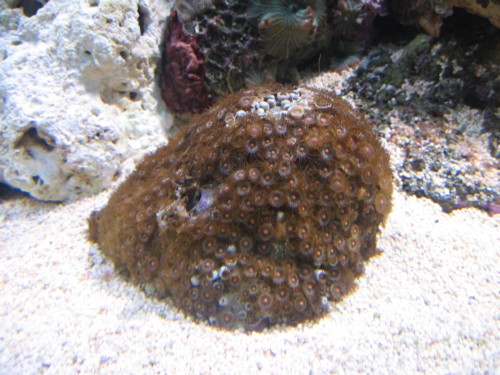 polypsten 1 1.JPG