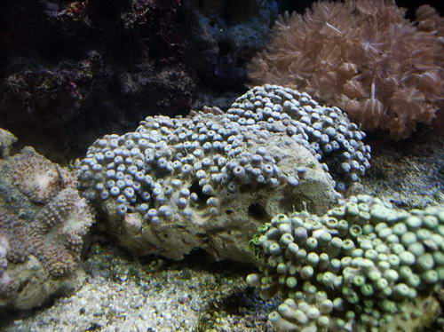 IMG_1129_resize_resize_resize_resize.JPG