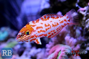 Macropharygodon-choati-1-RBWM1-300x200.jpg