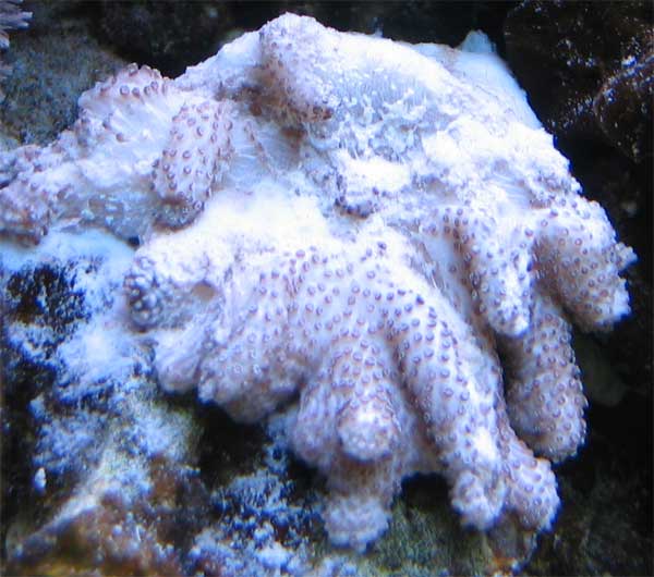 Lobophytum.jpg