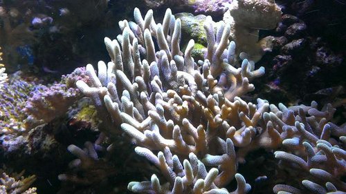 S.guttatus "green tip"