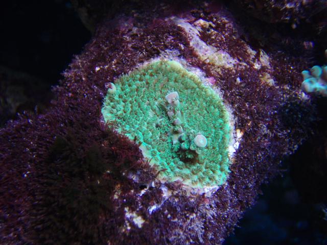 En lille Acropora er ved at komme til Verden:-)