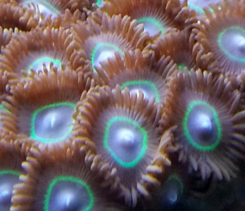 zoa sf 2013 023.jpg