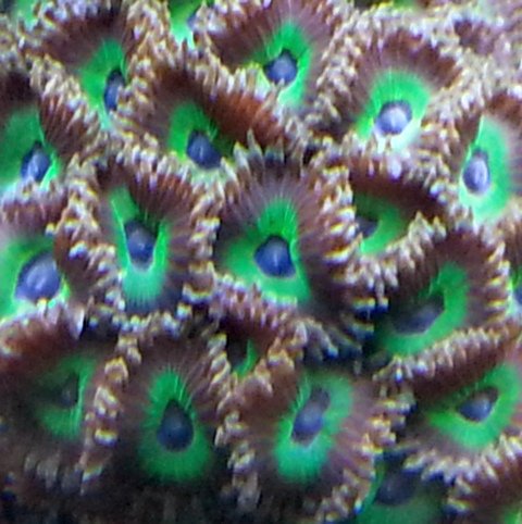 zoa sf 2013 019.jpg
