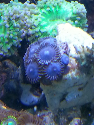 zoa sf 2013 024.jpg