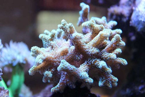 Billede 021_1024x682.jpg