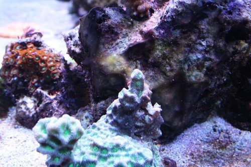 Cyano 2.JPG