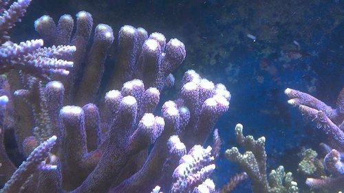 Stylopora pistilata "purple"