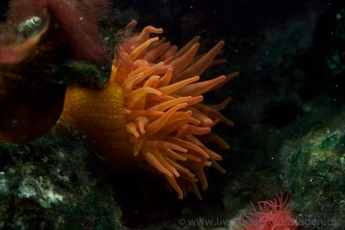 Søanemone