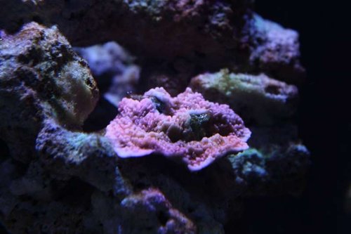 orange Montipora capricornis der er blevet lyserød